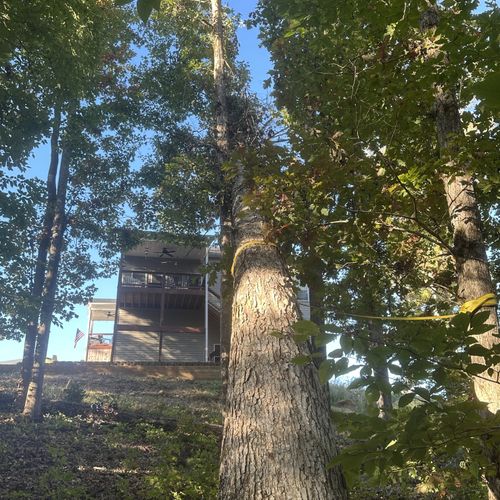 Tree Trimming and Removal