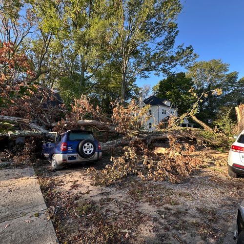 Tree Trimming and Removal