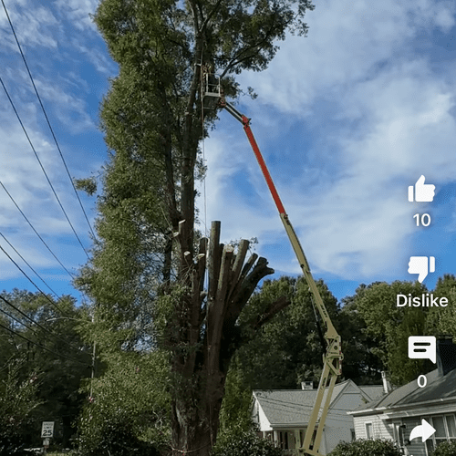 Tree Trimming and Removal