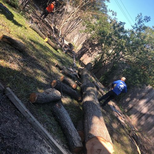 I recently hired ATX Professional Tree Services to