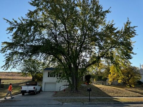 Tree Trimming and Removal