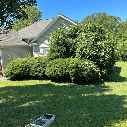 Shrub Trimming and Removal