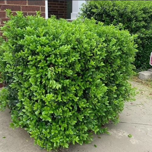 Calvin did an amazing job trimming our bushes and 