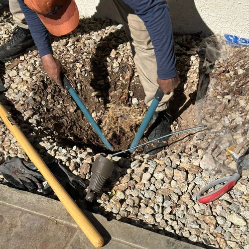 Hired Sam to remove three sago palm tree stumps. H