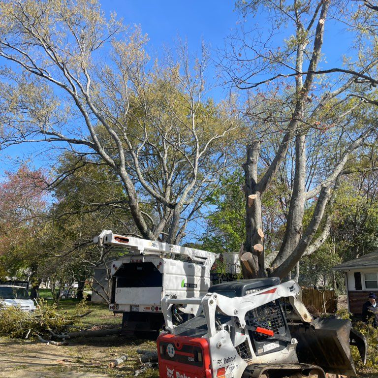 K-2 Tree service