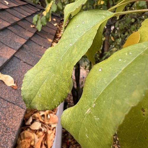 Gutter Cleaning and Maintenance