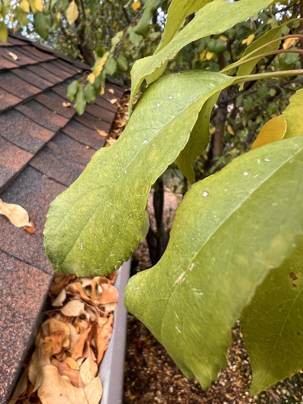 Gutter Cleaning and Maintenance