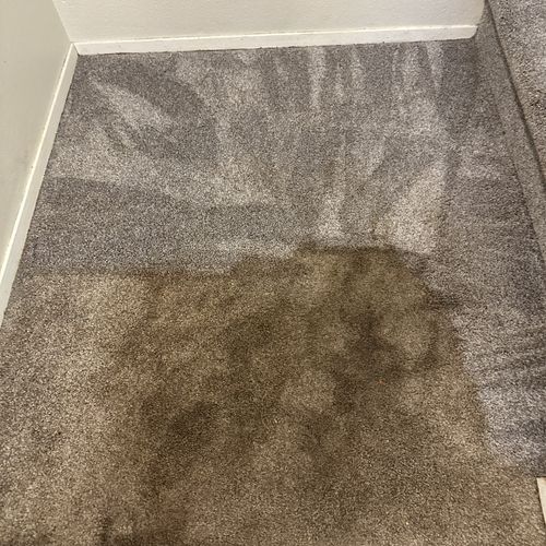 Carpet Cleaning