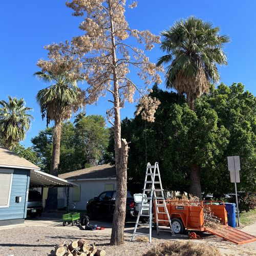 Shrub Trimming and Removal