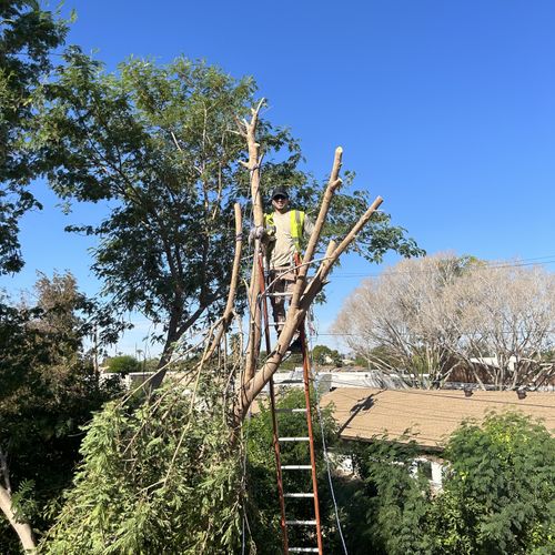 Tree Trimming and Removal