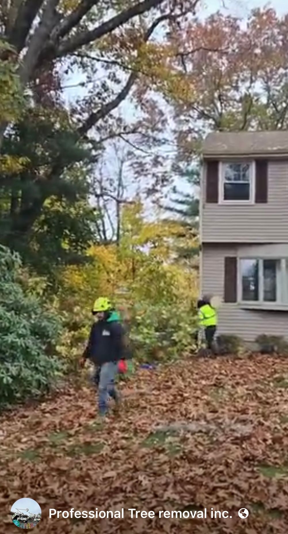 Tree Trimming and Removal