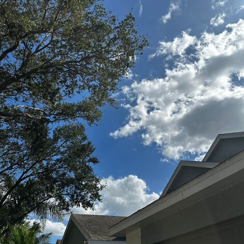 They did an amazing hard work trimming my tall oak