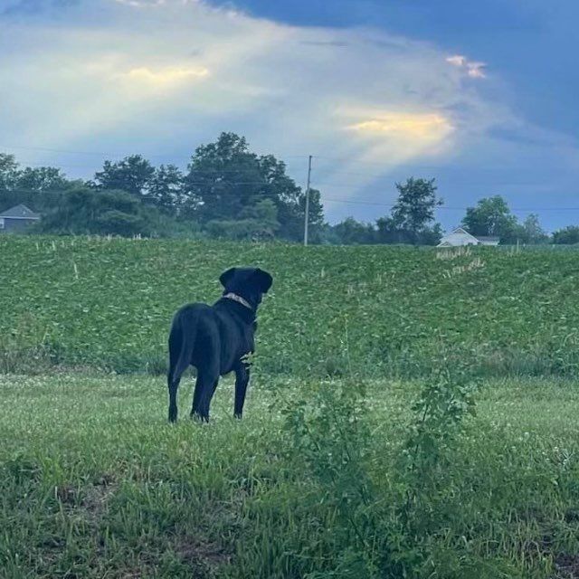 Hilltop Kennel