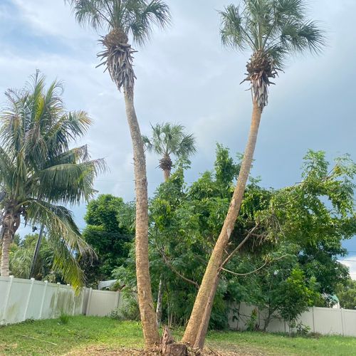 Palm trees ( after ) 