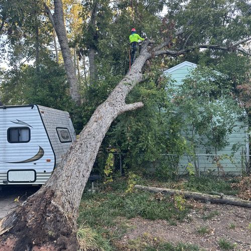 (Before) Large up-rooted Pecan