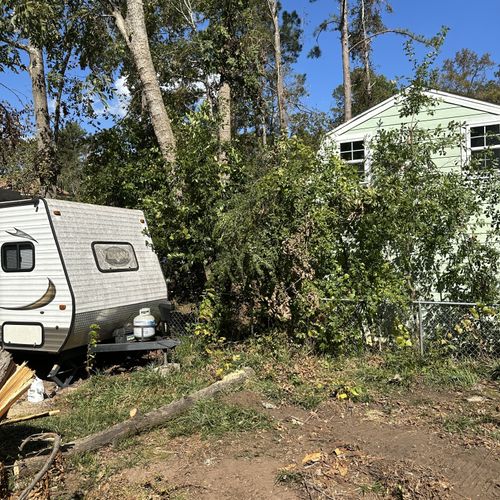 (After) Removal of the up-rooted Pecan