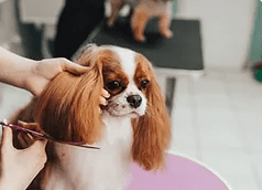 Dog Grooming