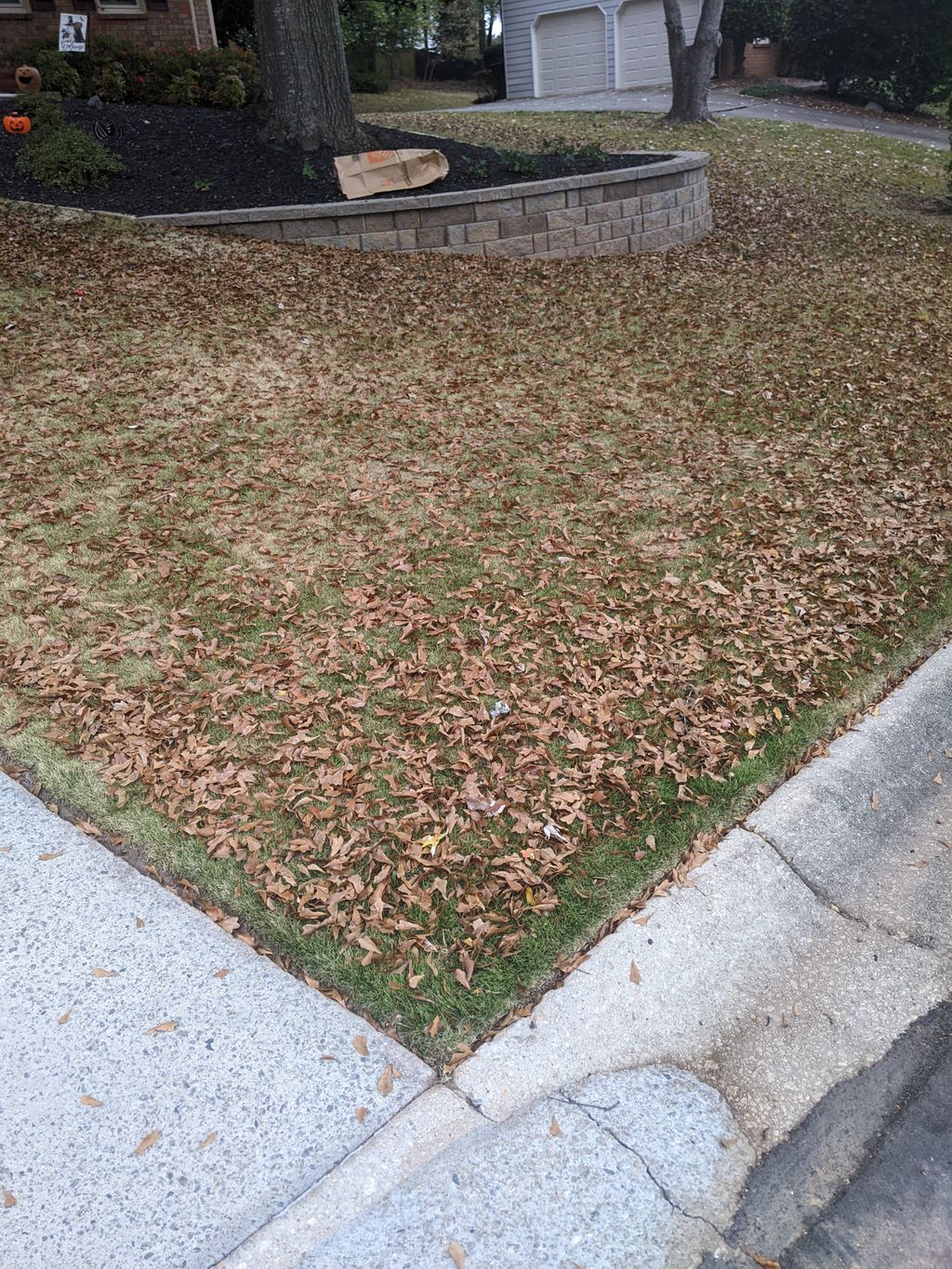 Before leaf clean up. 