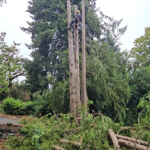 tree service 