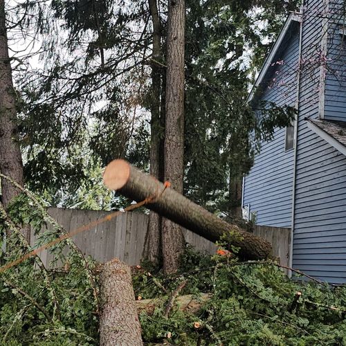 tree Removal 