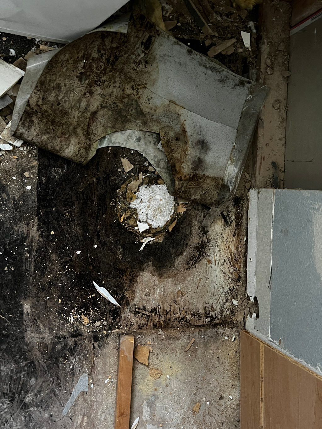 Hidden mold found under bathroom floor