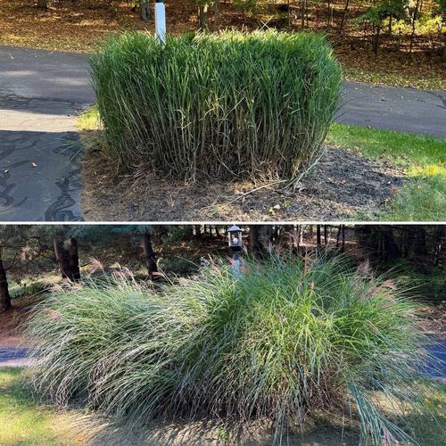 Yaroslav helped with trimming decorative bushes an