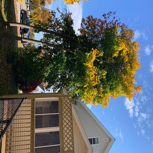 We had Maple trees that were overhanging our roof 