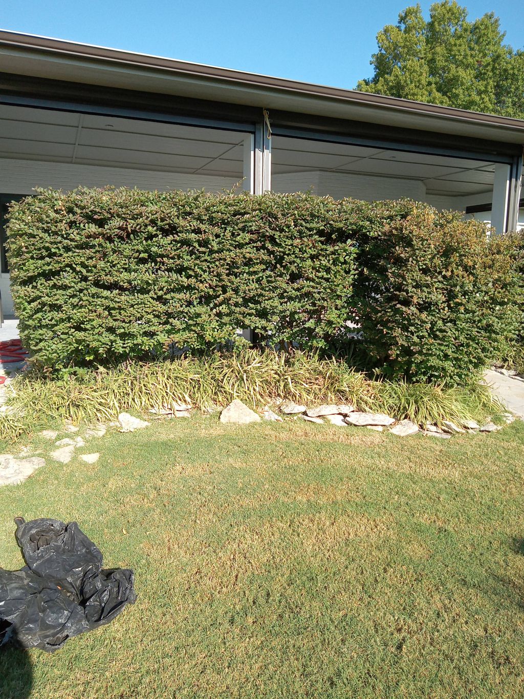 hedge trimming before 