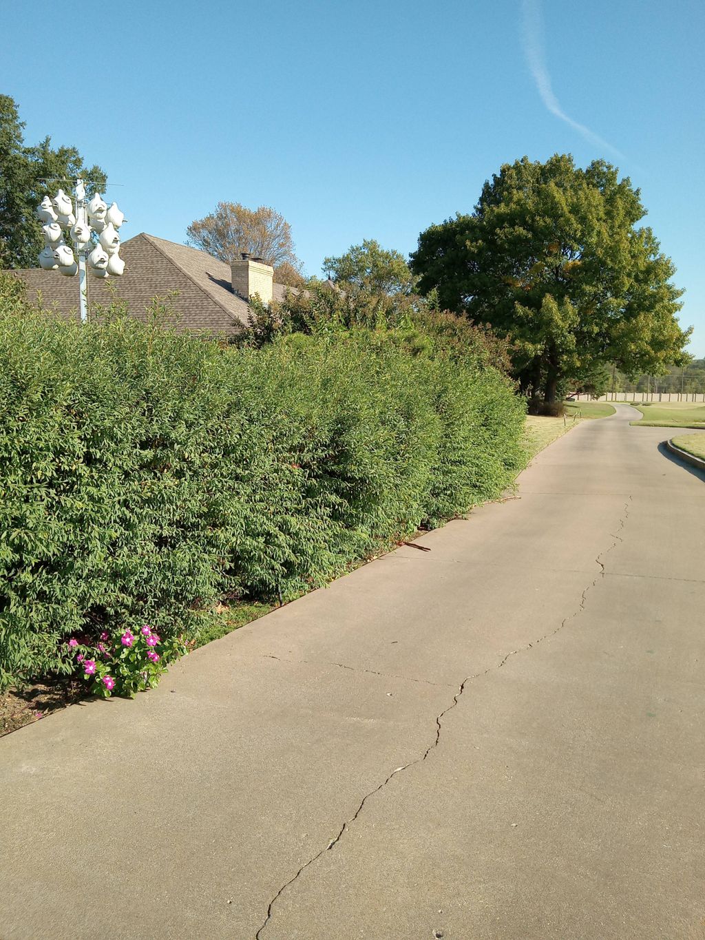 before trimming 