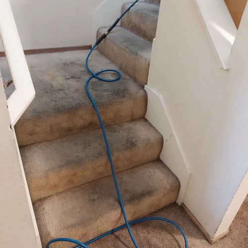 Carpet Cleaning