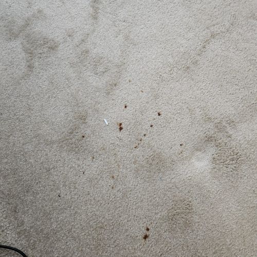 Carpet Cleaning