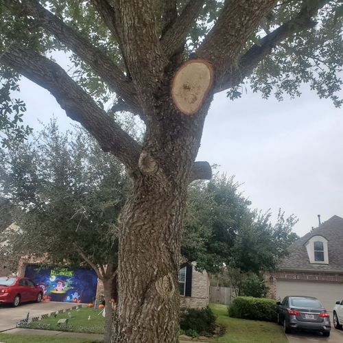 Tree Trimming and Removal