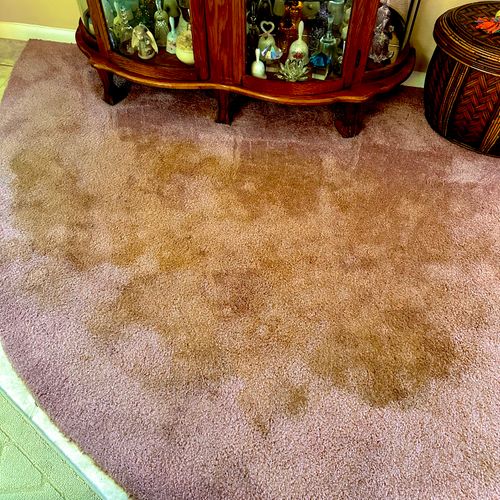 Carpet Cleaning