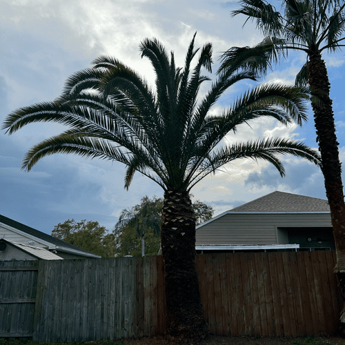 Tree Trimming and Removal