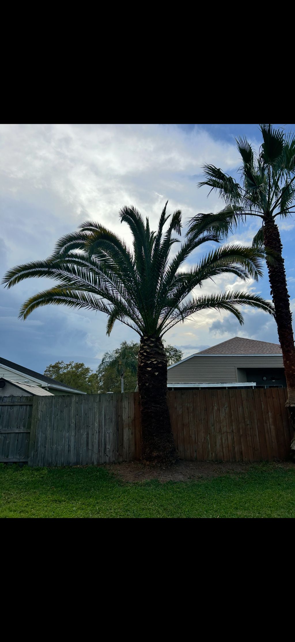 Tree Trimming and Removal