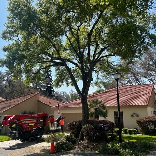 Tree Trimming and Removal