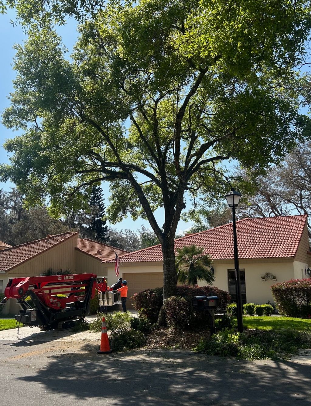 Tree Trimming and Removal