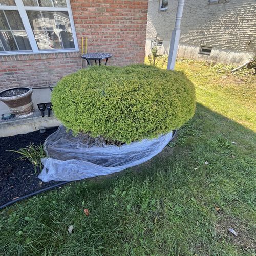 Shrub Trimming and Removal