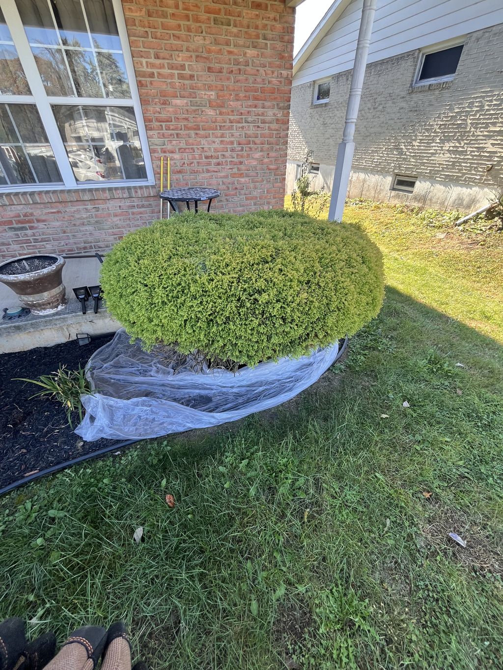 Shrub Trimming and Removal