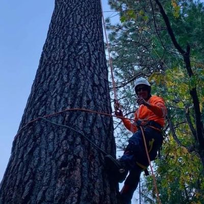 Avatar for JR Tree Services