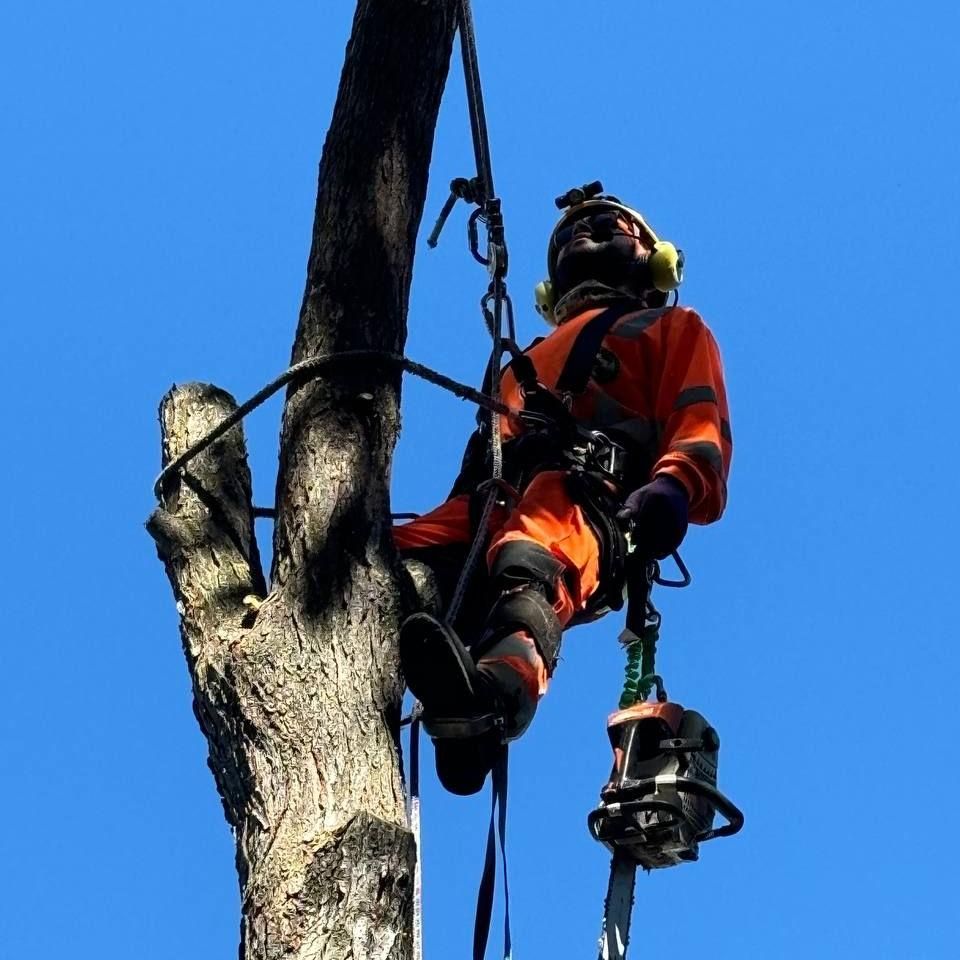 Guevara’s Tree Specialist