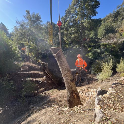 Tree Trimming and Removal