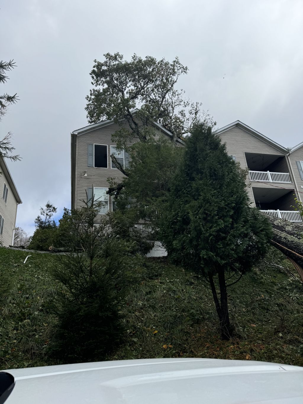 Tree Trimming and Removal