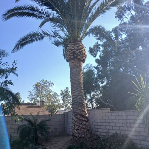 canary palm trimming 