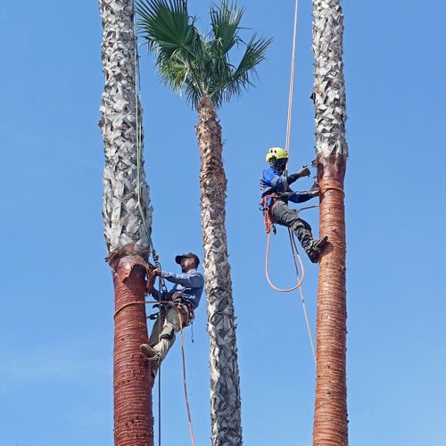 skinning  fan palms 