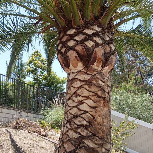 canary  palm trim