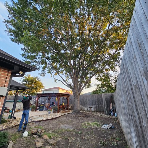 Tree Trimming and Removal