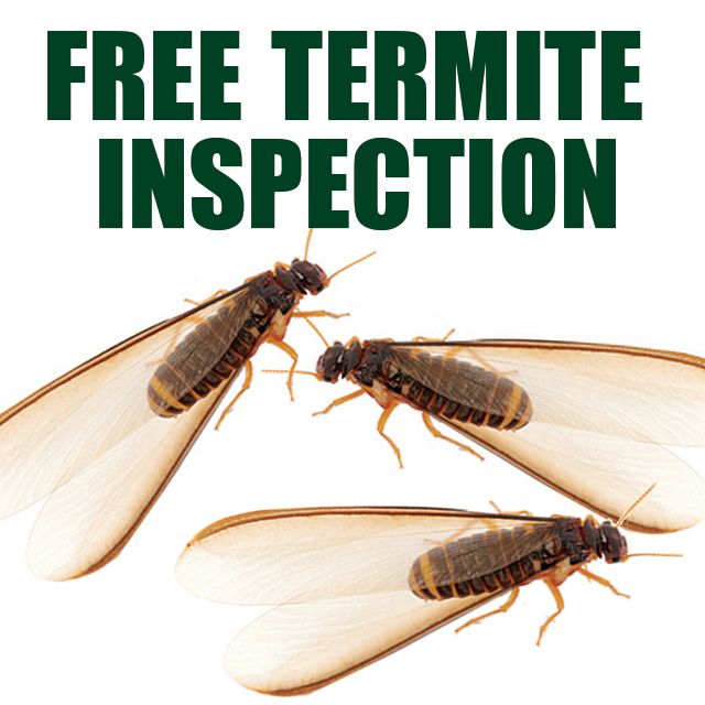 Termite Control Services