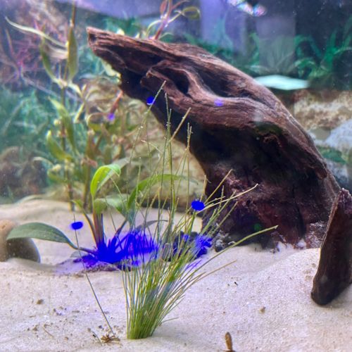 Aquarium Services