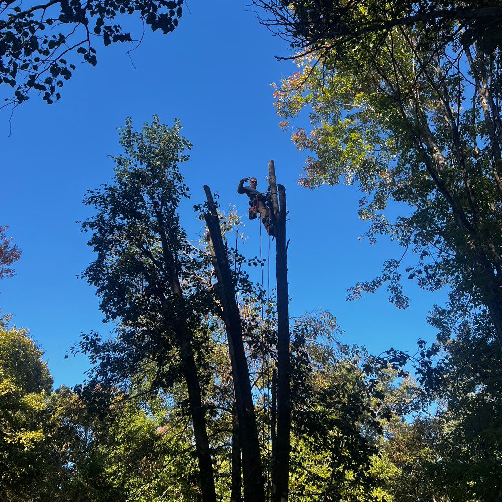 Gravette tree service